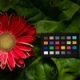 Calibrite 24色卡微距拍摄Colorchecker Classic Nano最小尺寸24x24mm CCC-NANO